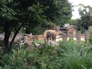 天王寺動物園ゾウ