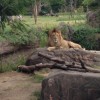 天王寺動物園ライオン