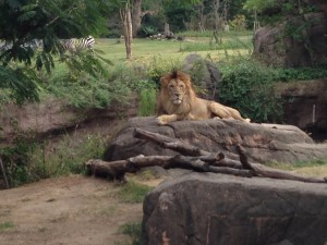 天王寺動物園ライオン