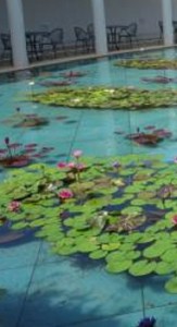 大塚美術館モネの池